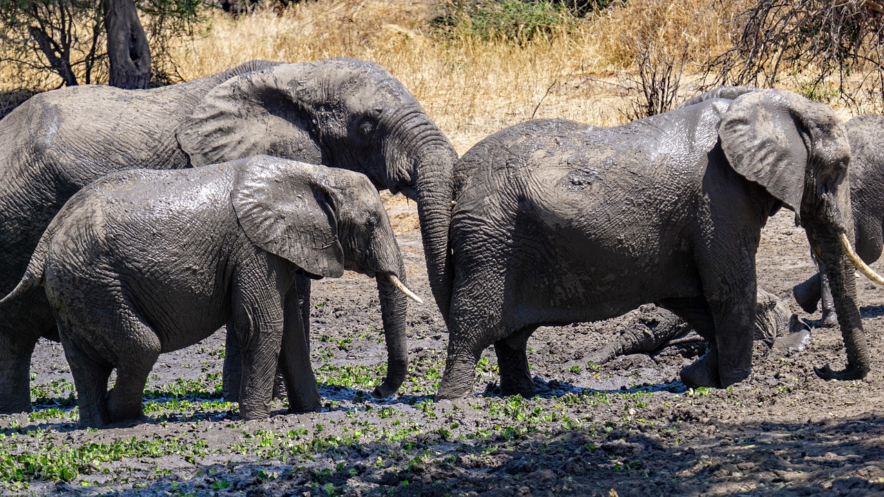 Blog Story of Elephants in Serengeti