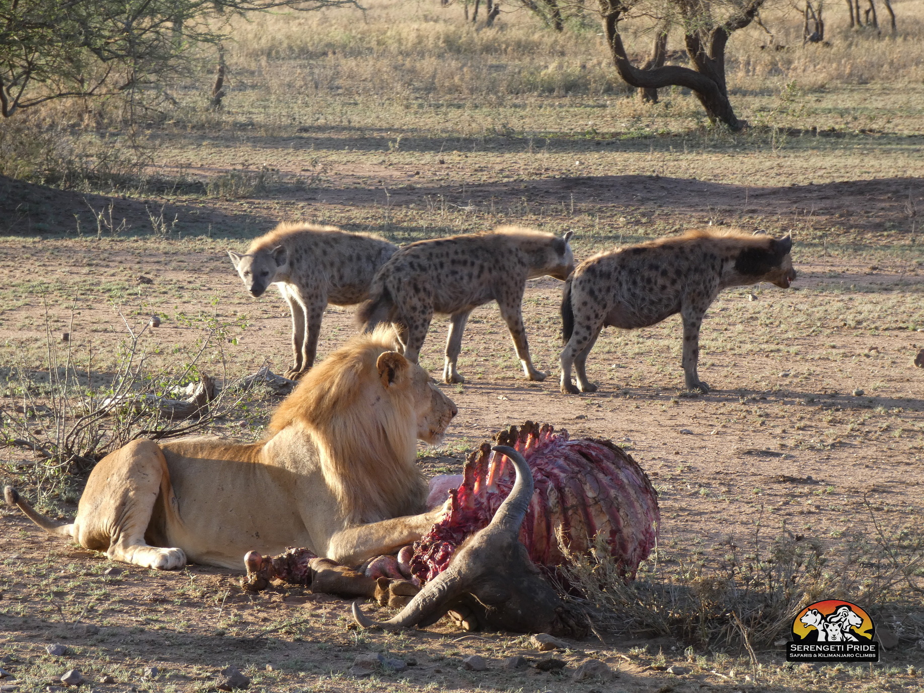 Tanzania Wildlife and Cultural Safari