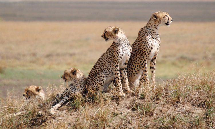 Tanzania Wildlife Safari Express