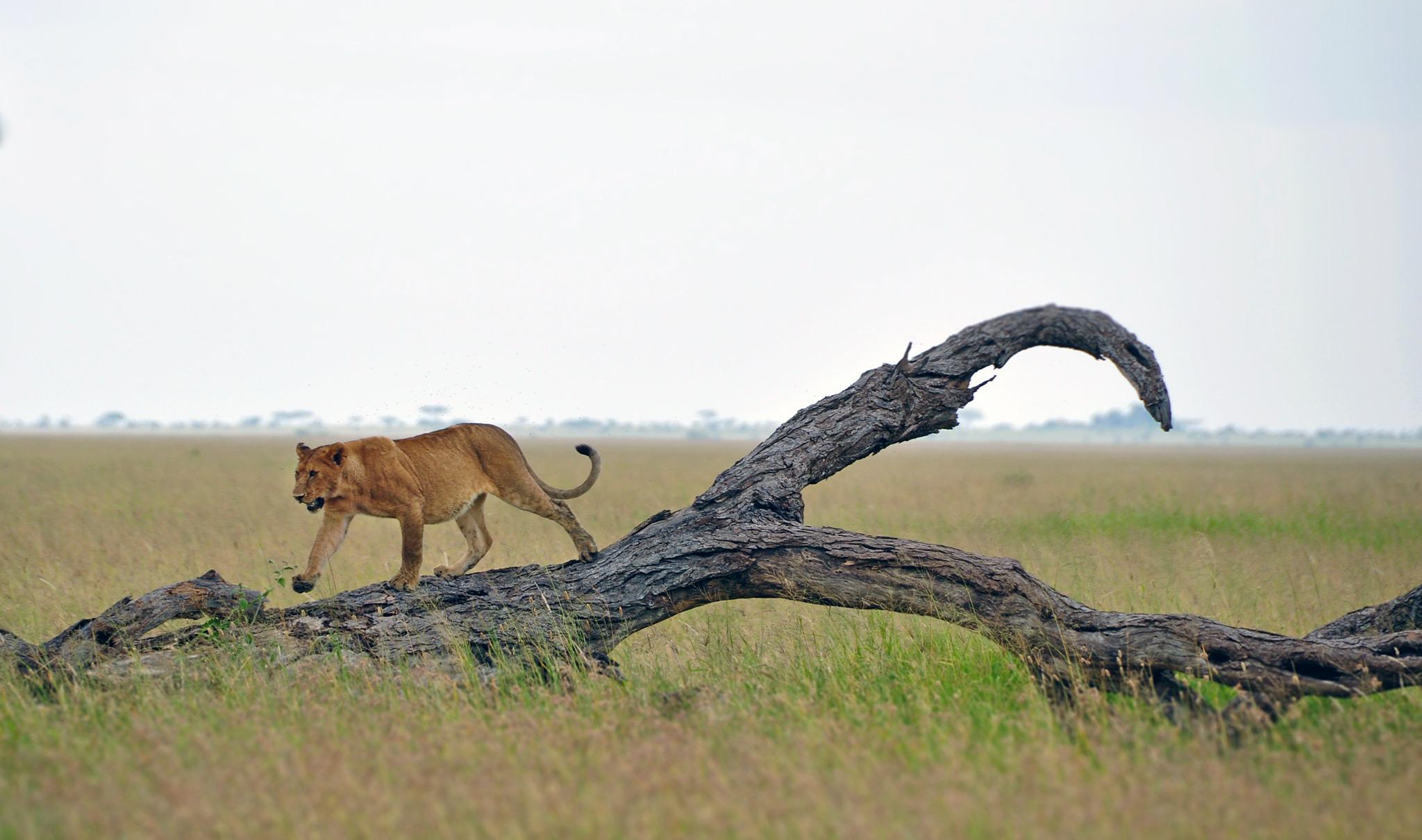 Tanzania Budget Camping Wildlife Safari